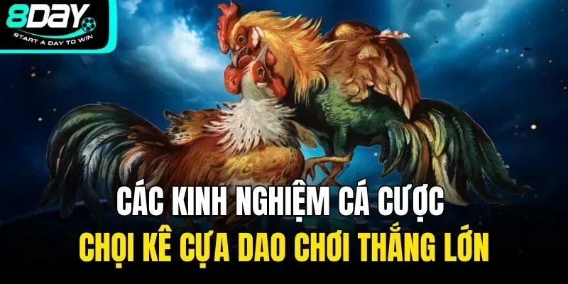 Các kinh nghiệm cá cược chọi kê cựa dao chơi thắng lớn