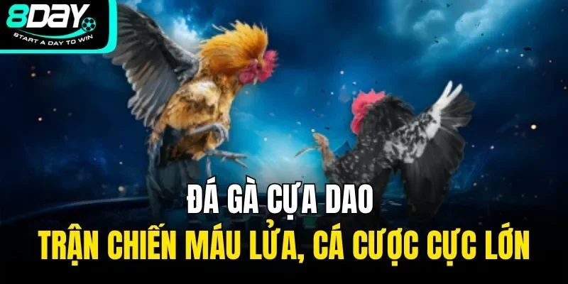 đá gà cựa dao