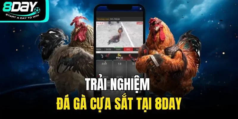 Trải nghiệm đá gà cựa sắt tại 8Day